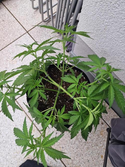 Mendo Frost Auto. Week 4