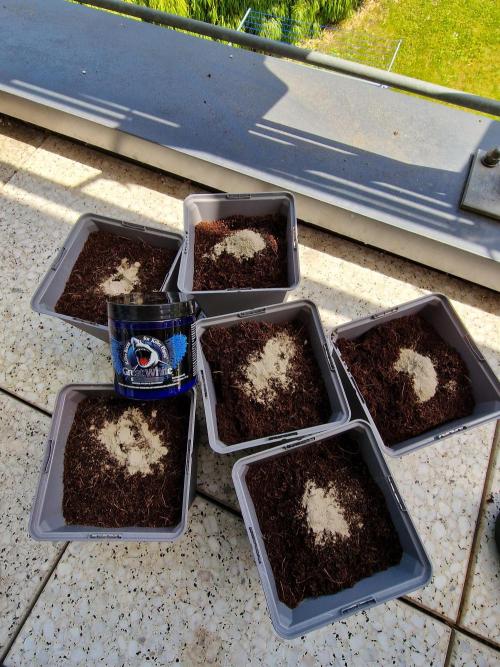 Variegated Parmigiano Test Grow. Week 0