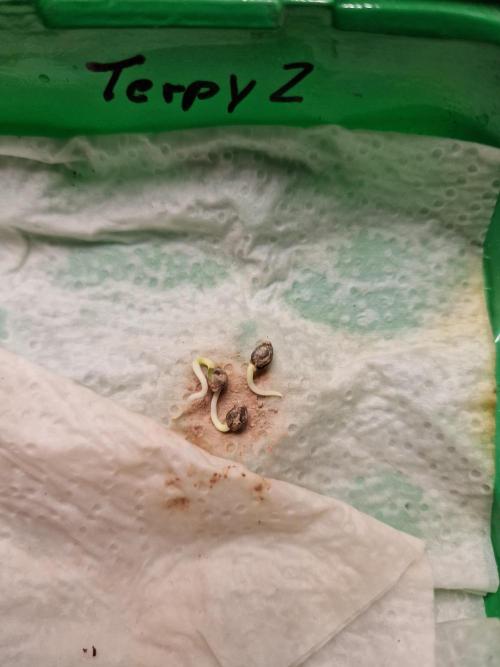 Variegated Parmigiano Test Grow. Week 0