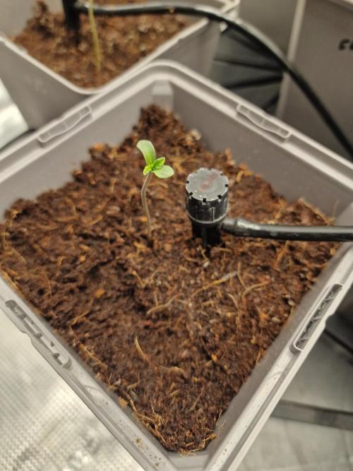 Variegated Parmigiano Test Grow. Week 1