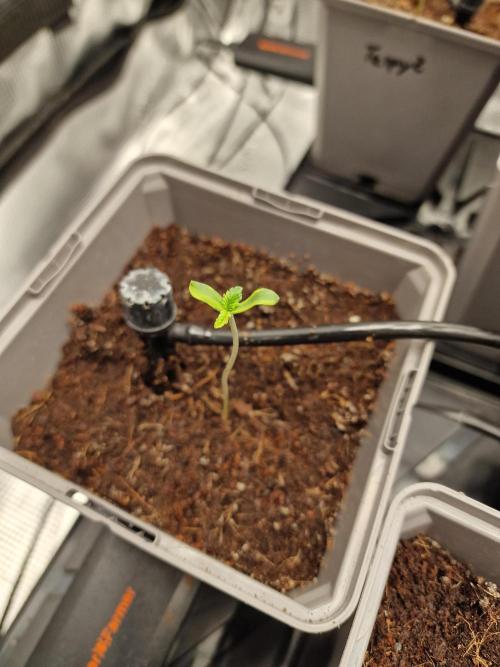 Variegated Parmigiano Test Grow. Week 1