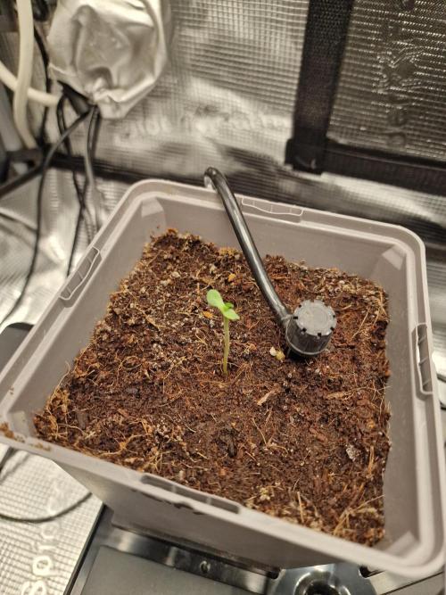 Variegated Parmigiano Test Grow. Week 1