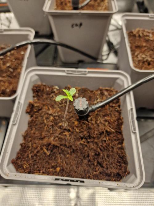 Variegated Parmigiano Test Grow. Week 1