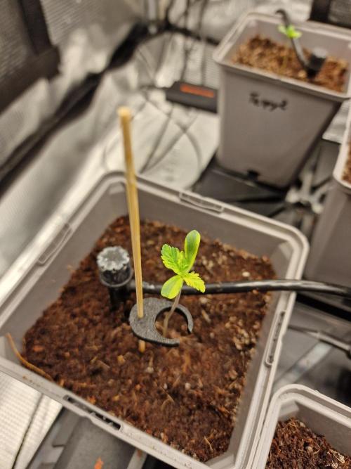 Variegated Parmigiano Test Grow. Week 1