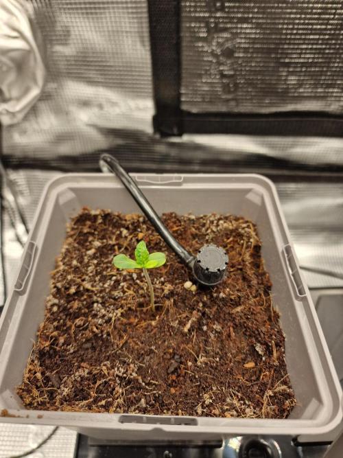 Variegated Parmigiano Test Grow. Week 1