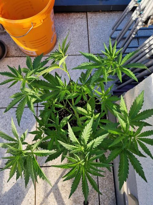Mendo Frost. Week 4