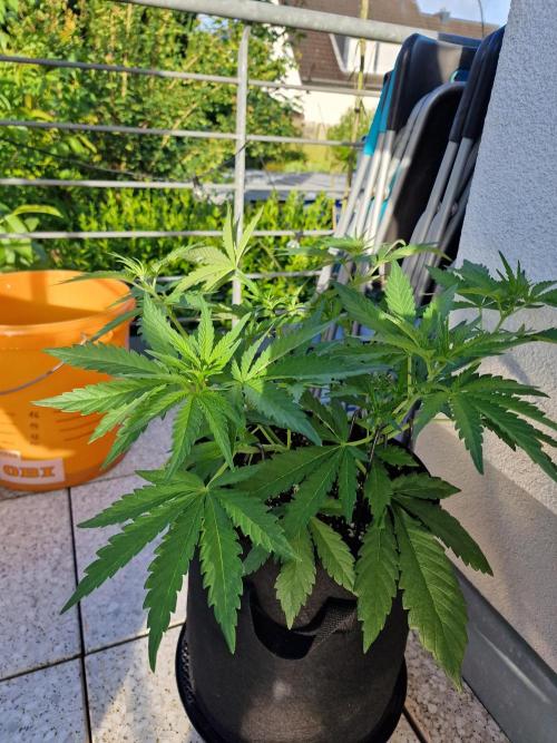 Mendo Frost. Week 4