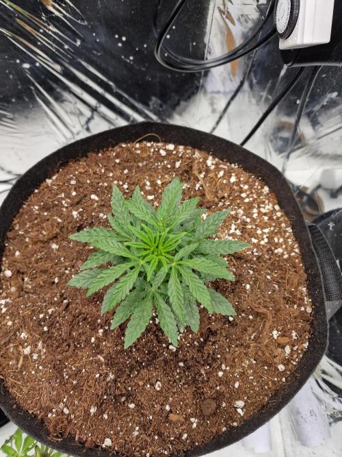 Guave Sundae Mutant grow. Week 4