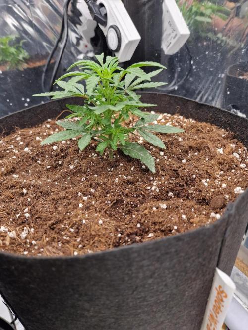 Guave Sundae Mutant grow. Week 4