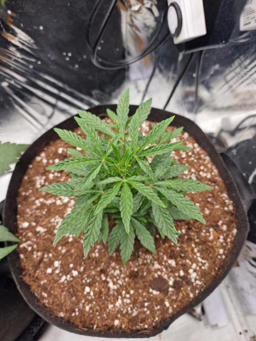 Guave Sundae Mutant grow. Week 4