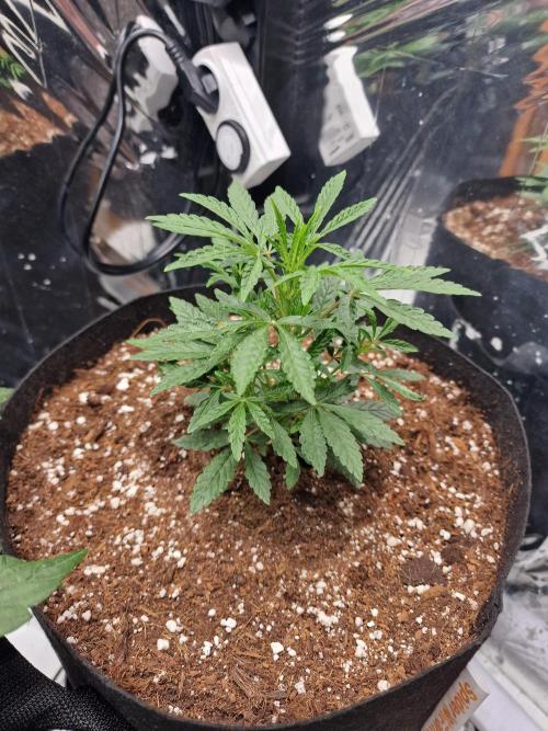 Grow Tent 3x3x6 (90cm x 90cm x 180cm). Week 4