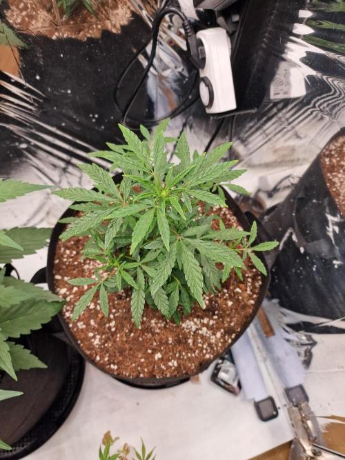 Guave Sundae Mutant grow. Week 5