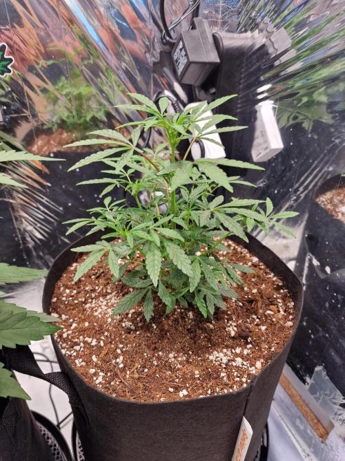 Grow Tent 3x3x6 (90cm x 90cm x 180cm). Week 5