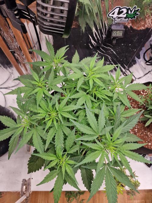 Purple Lemonade RF3. Week 5