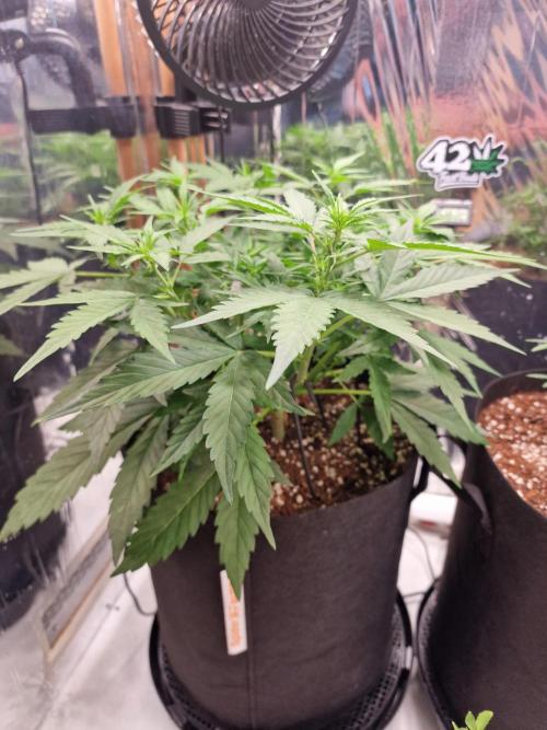 Purple Lemonade RF3. Week 5