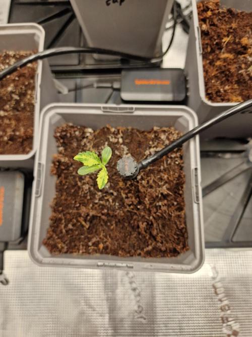 Variegated Parmigiano Test Grow. Week 1