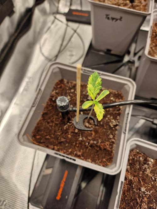 Variegated Parmigiano Test Grow. Week 1
