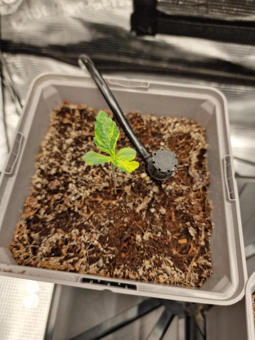 Variegated Parmigiano Test Grow. Week 1
