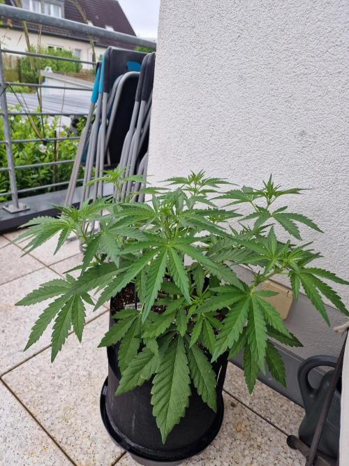Mendo Frost. Week 5