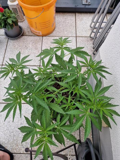 Mendo Frost Auto. Week 5