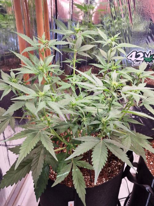 Purple Lemonade RF3. Week 5