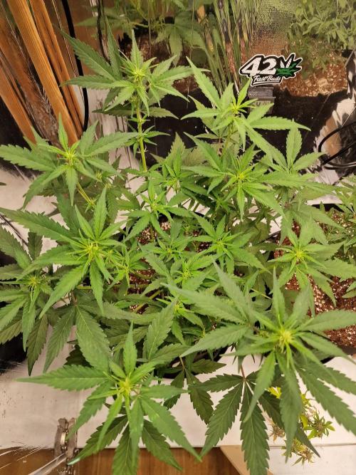 Purple Lemonade RF3. Week 5