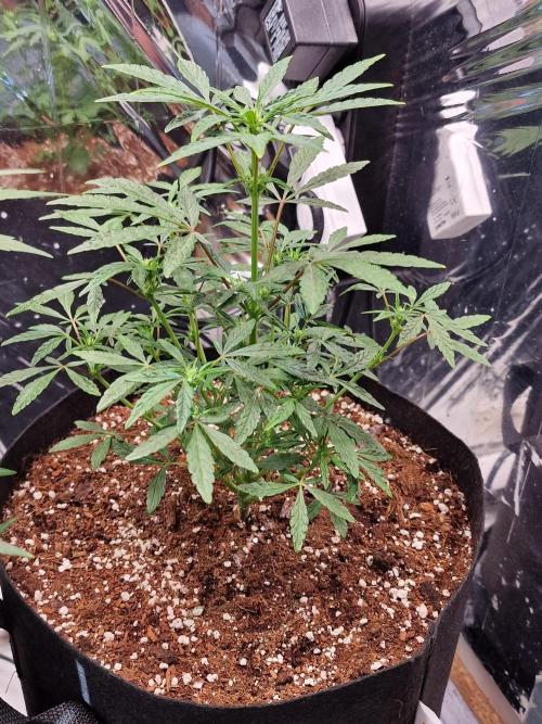 Guave Sundae Mutant grow. Week 5