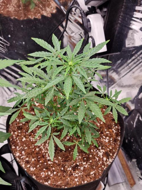 Guave Sundae Mutant grow. Week 5
