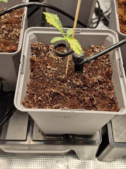 Variegated Parmigiano Test Grow. Week 2