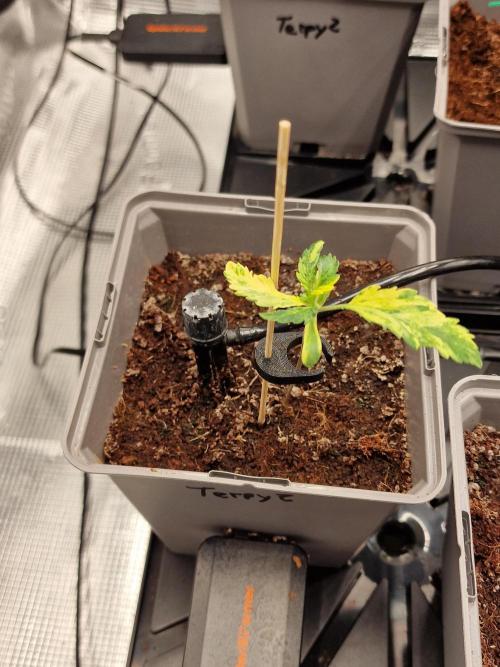 Variegated Parmigiano Test Grow. Week 2