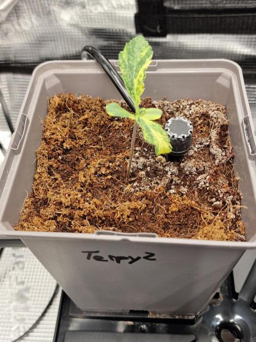 Variegated Parmigiano Test Grow. Week 2