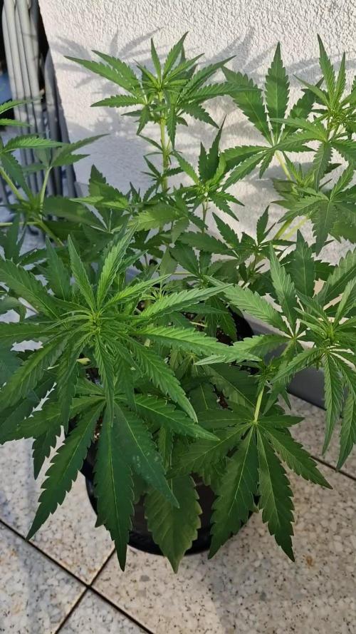 Mendo Frost