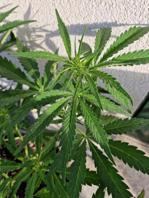 Mendo Frost. Week 5