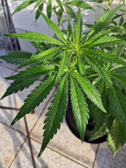 Mendo Frost. Week 5