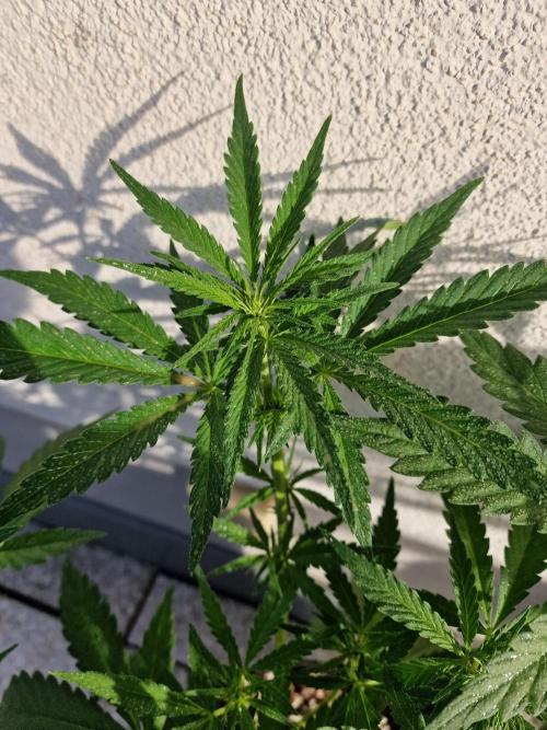 Mendo Frost Auto. Week 5