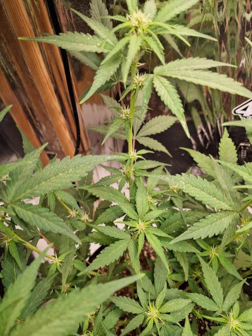 Purple Lemonade Auto RF3. Week 5
