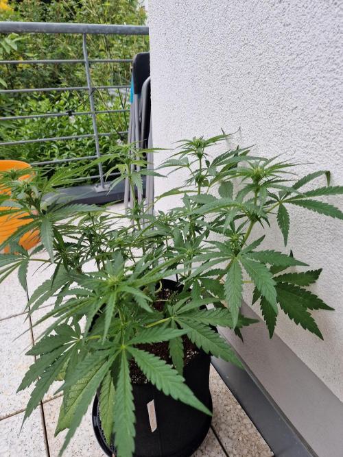 Mendo Frost. Week 6