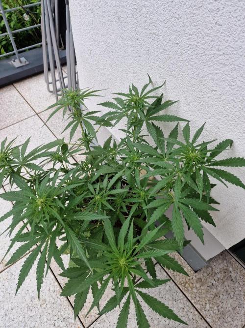 Mendo Frost. Week 6