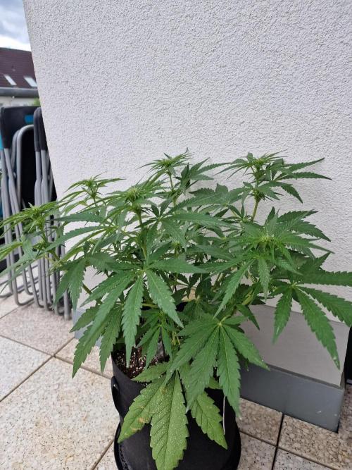 Mendo Frost. Week 6