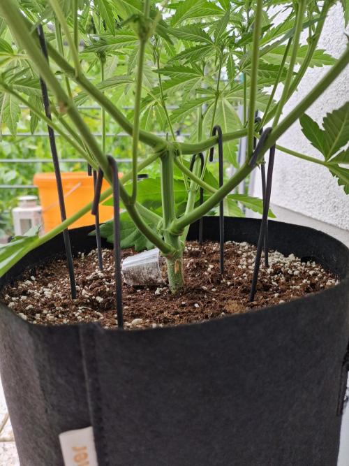 Mendo Frost. Week 6