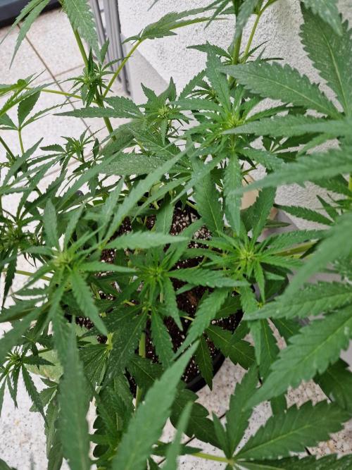 Mendo Frost. Week 6