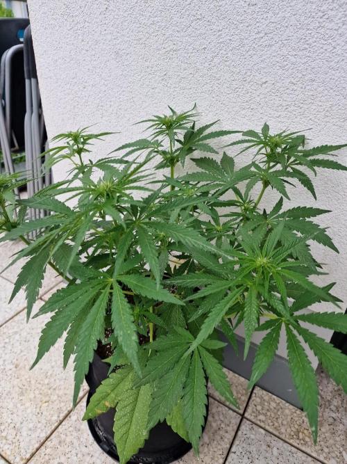 Mendo Frost. Week 6