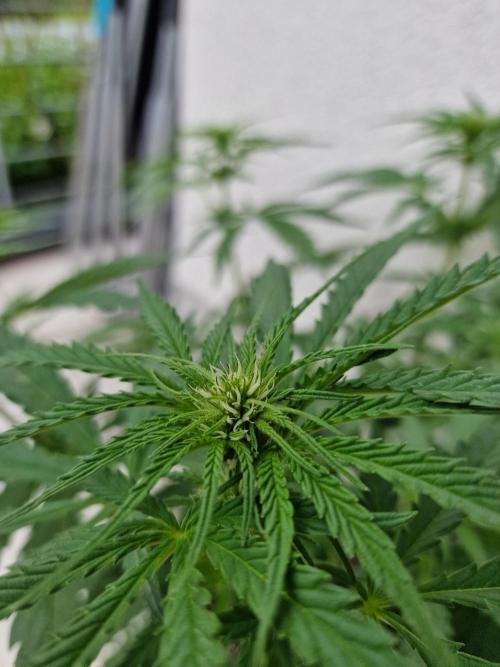 Mendo Frost. Week 6