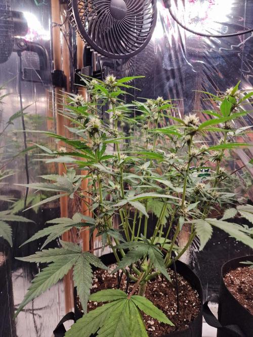 Purple Lemonade RF3. Week 6