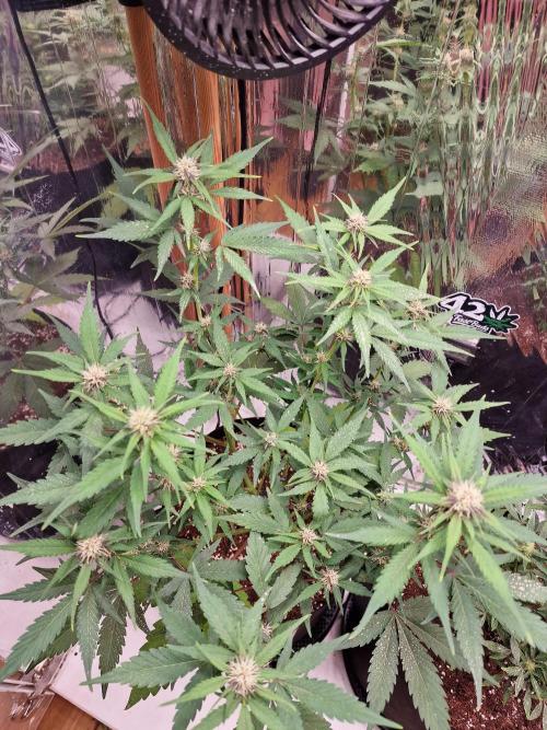 Purple Lemonade RF3. Week 6