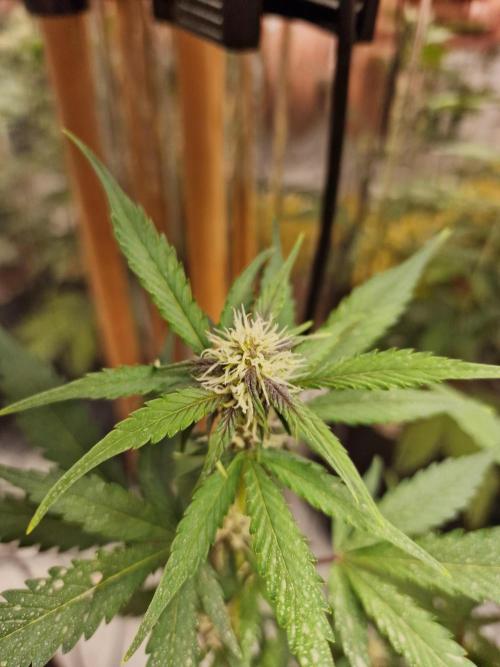 Purple Lemonade RF3. Week 6