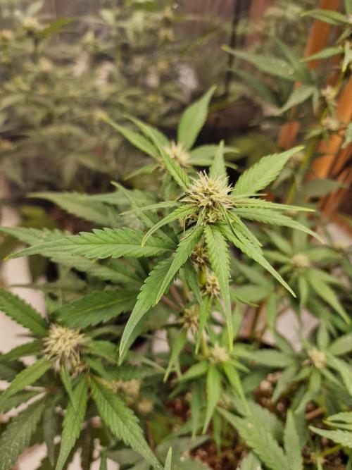 Purple Lemonade RF3. Week 6