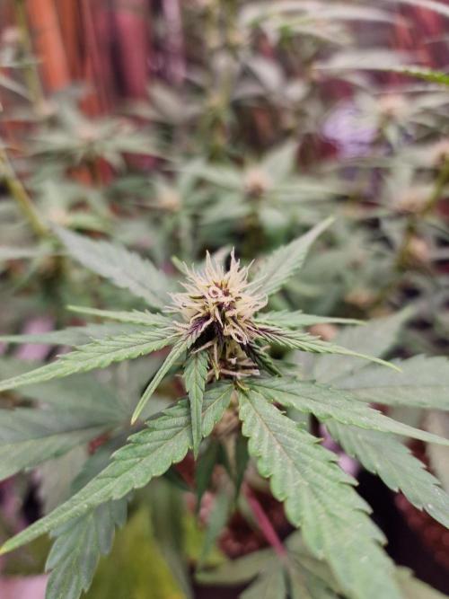 Purple Lemonade RF3. Week 6