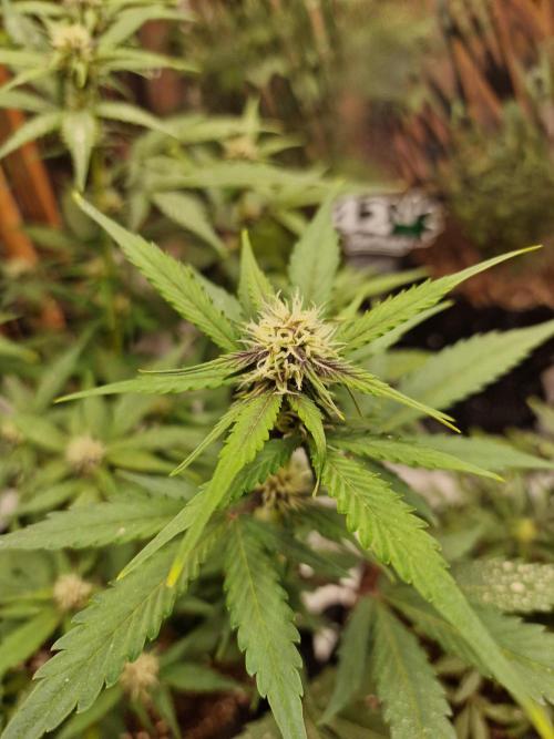 Purple Lemonade RF3. Week 6