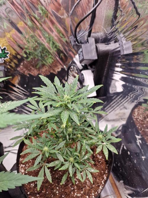 Guave Sundae Mutant grow. Week 6